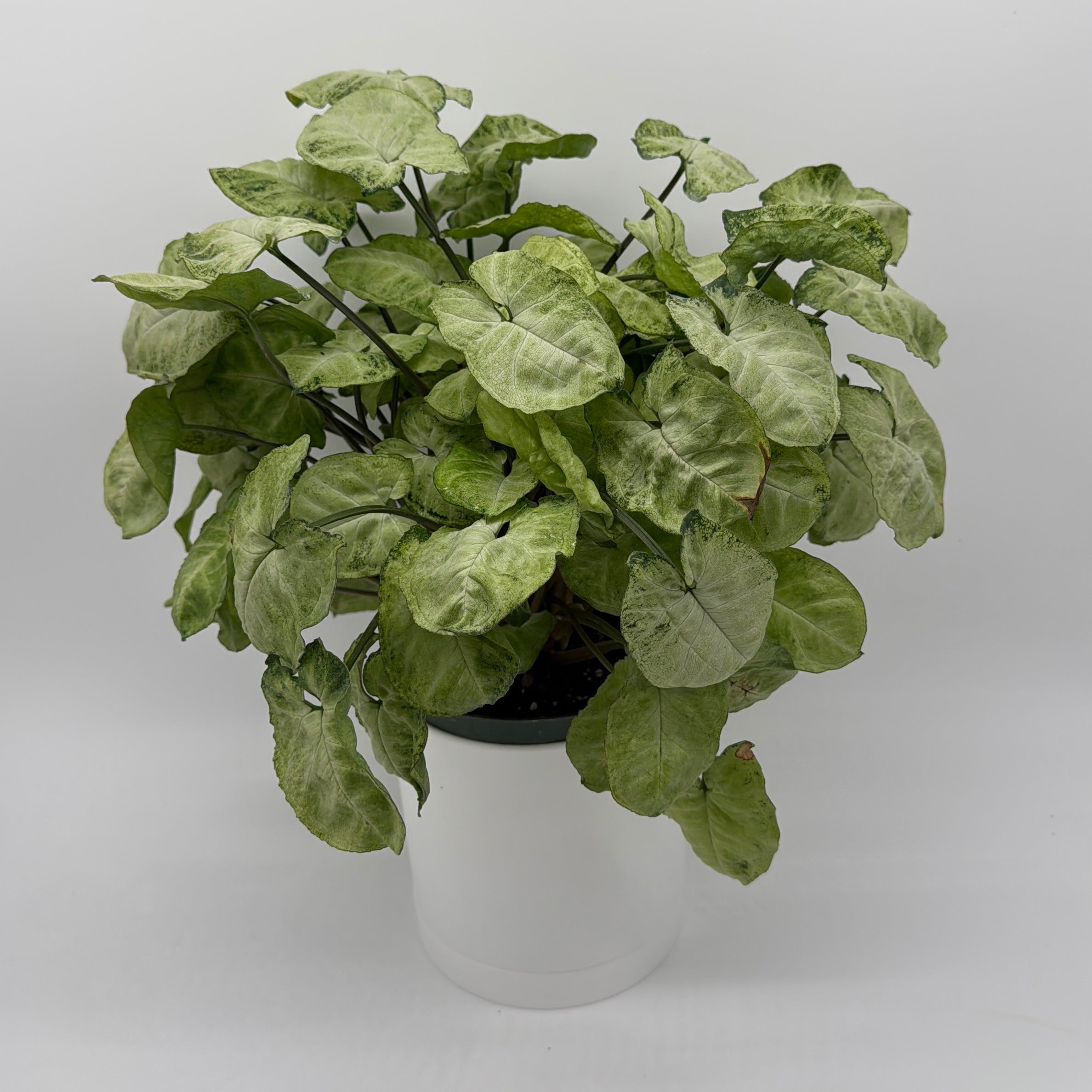 Syngonium Moonshine
