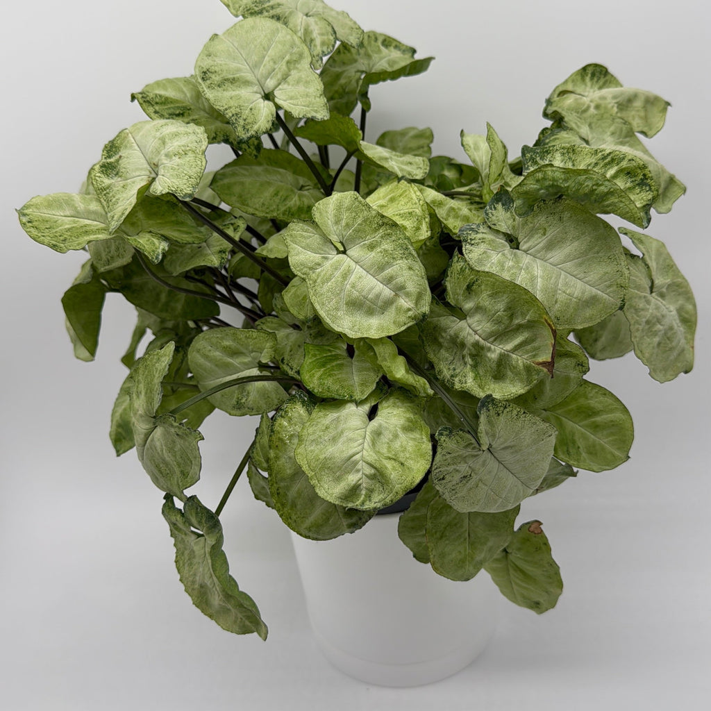 Syngonium Moonshine