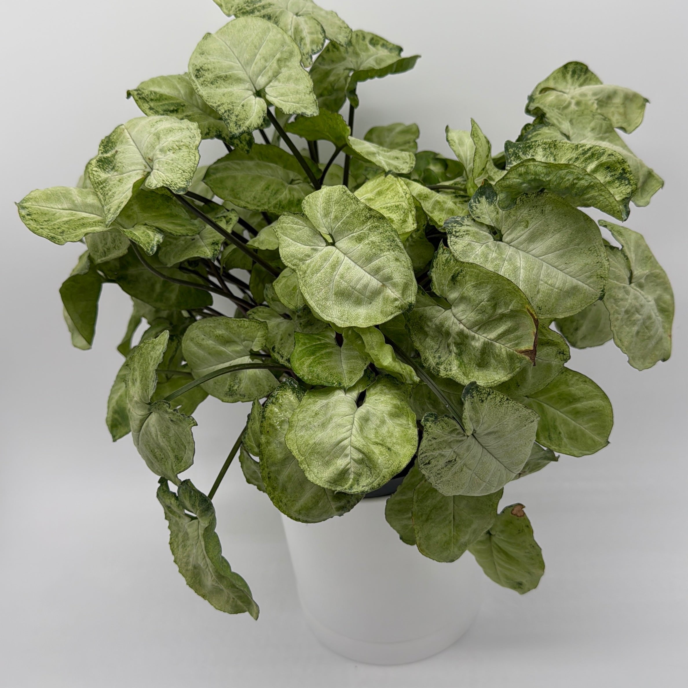 Syngonium Moonshine