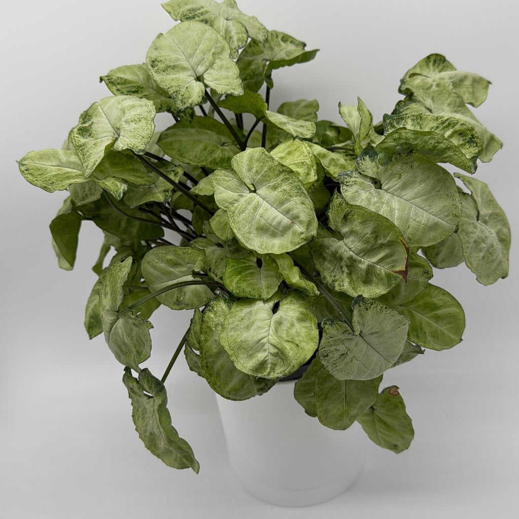 Syngonium Moonshine