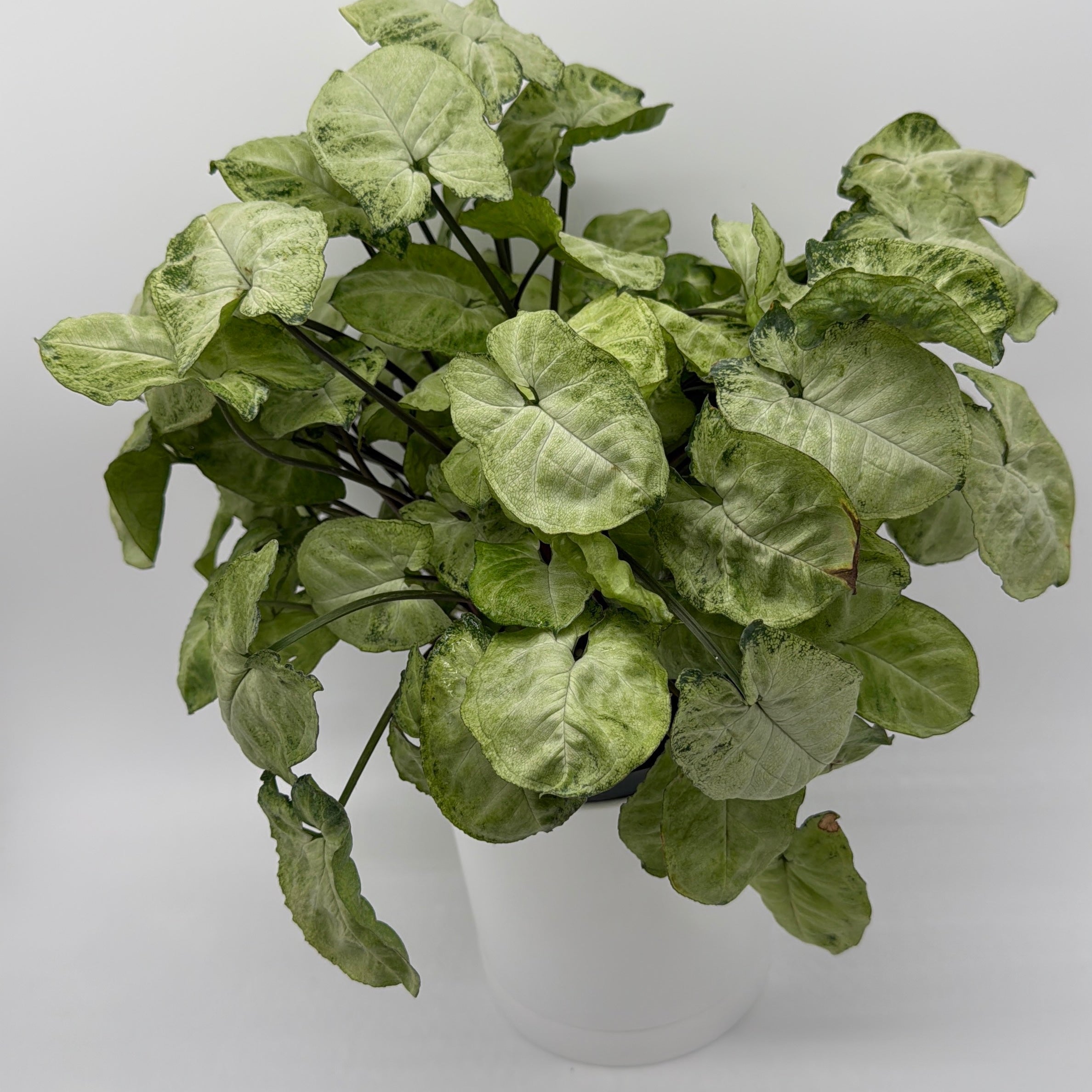 Syngonium Moonshine
