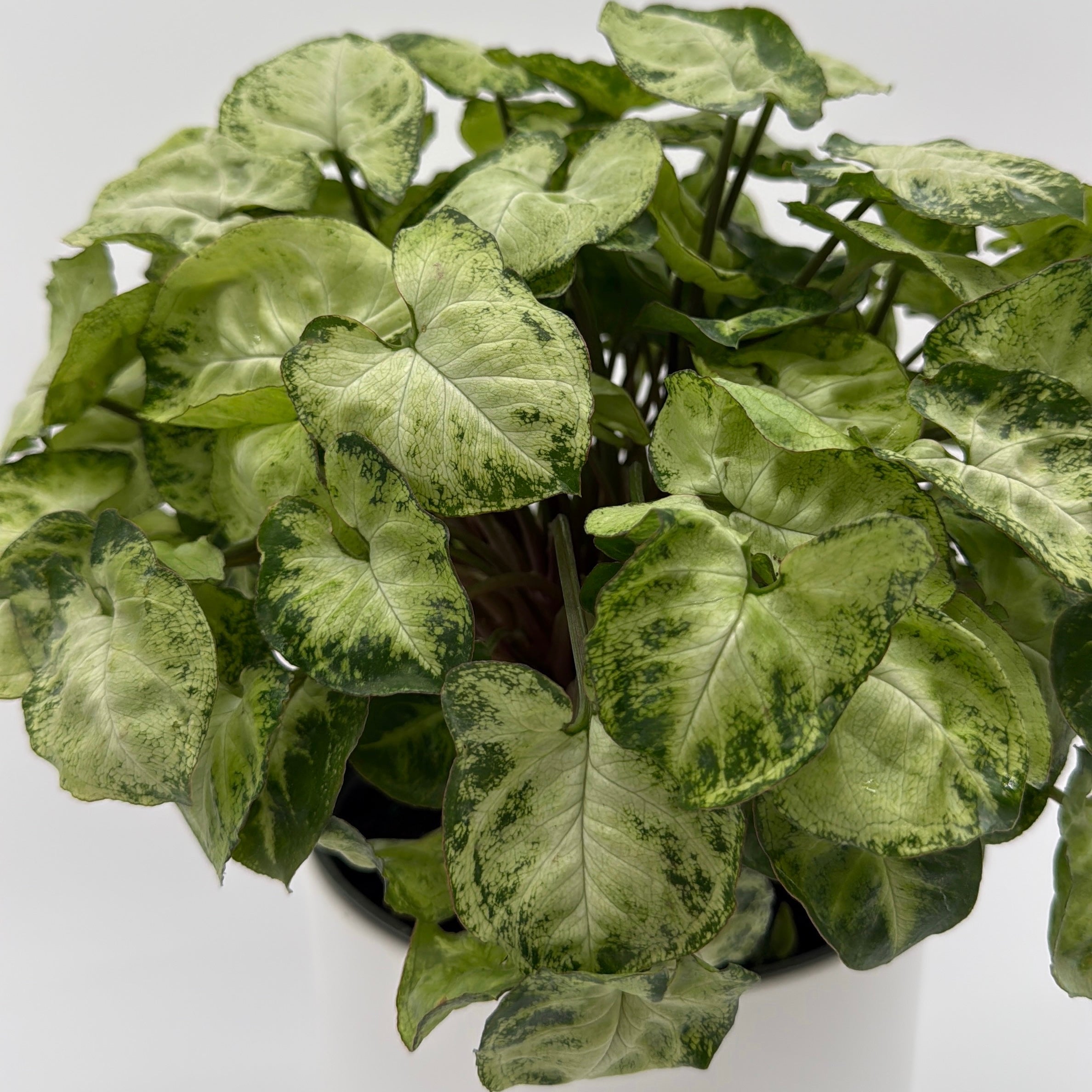 Syngonium Mouse Ears