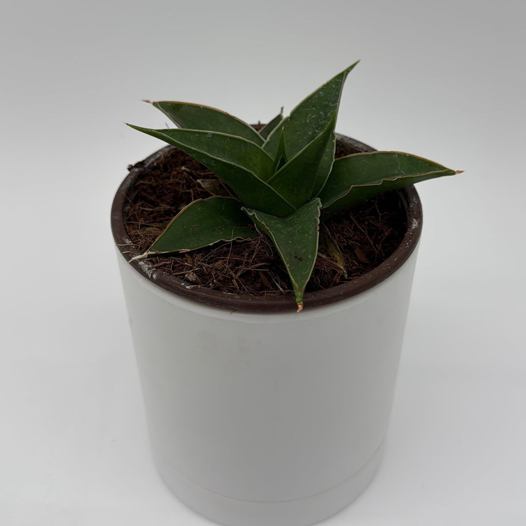 Sansevieria 'Maya'