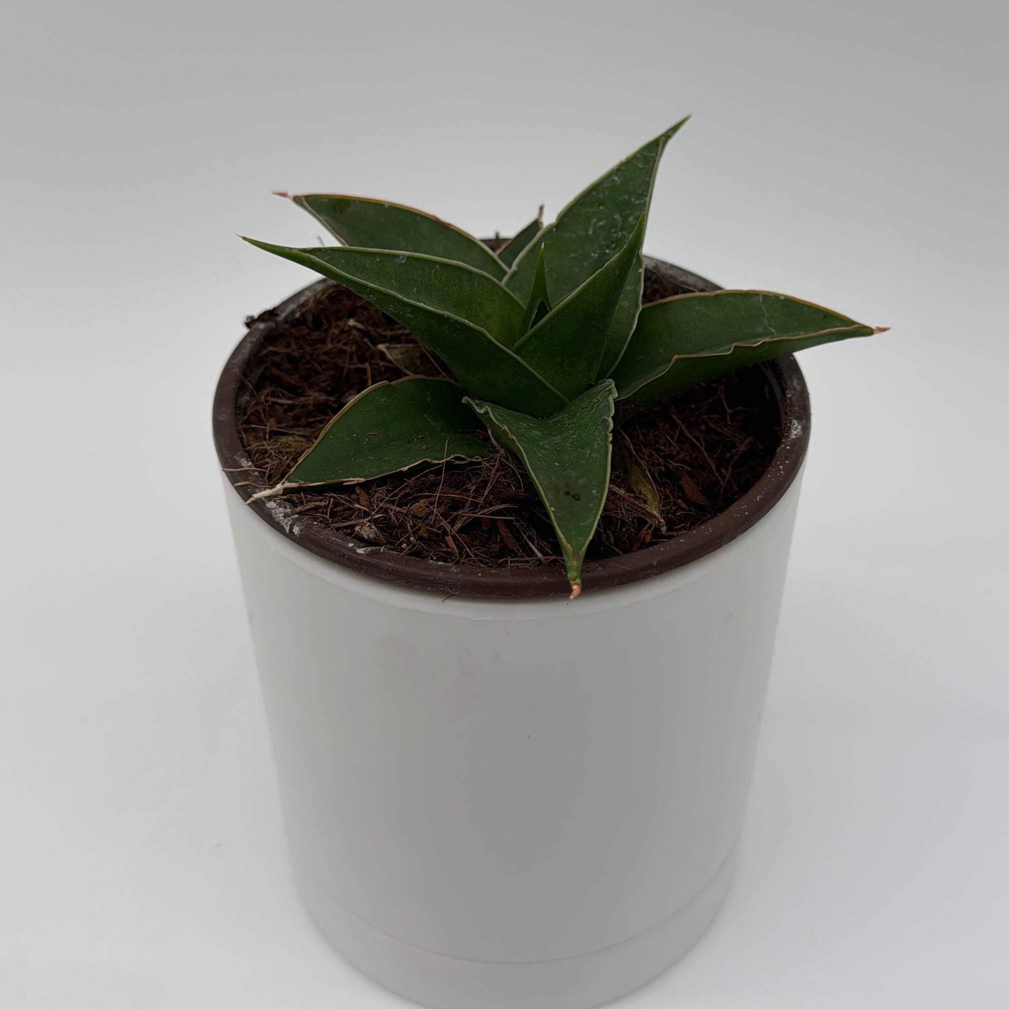 Sansevieria 'Maya'