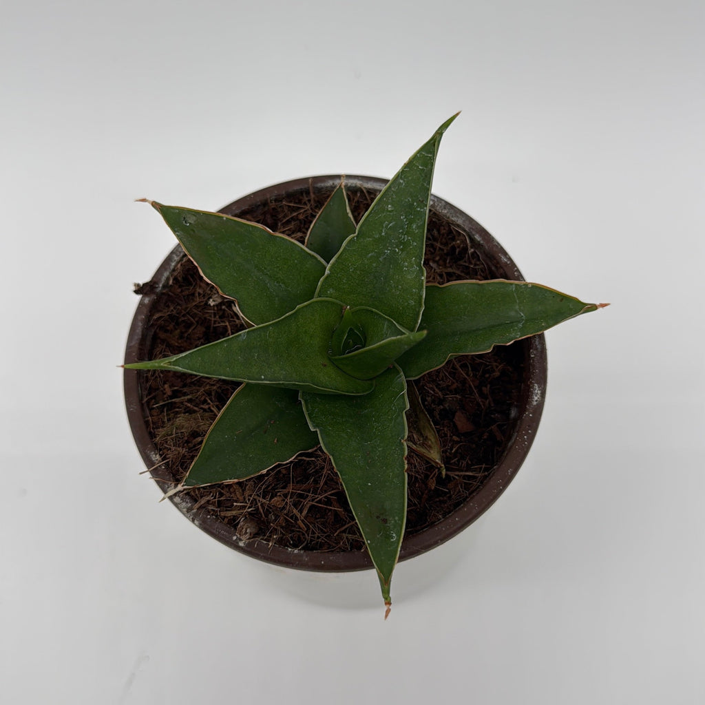 Sansevieria 'Maya'