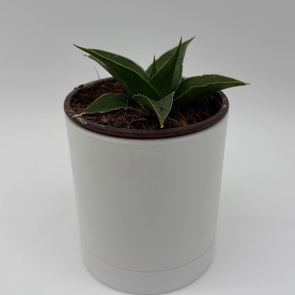Sansevieria 'Maya'
