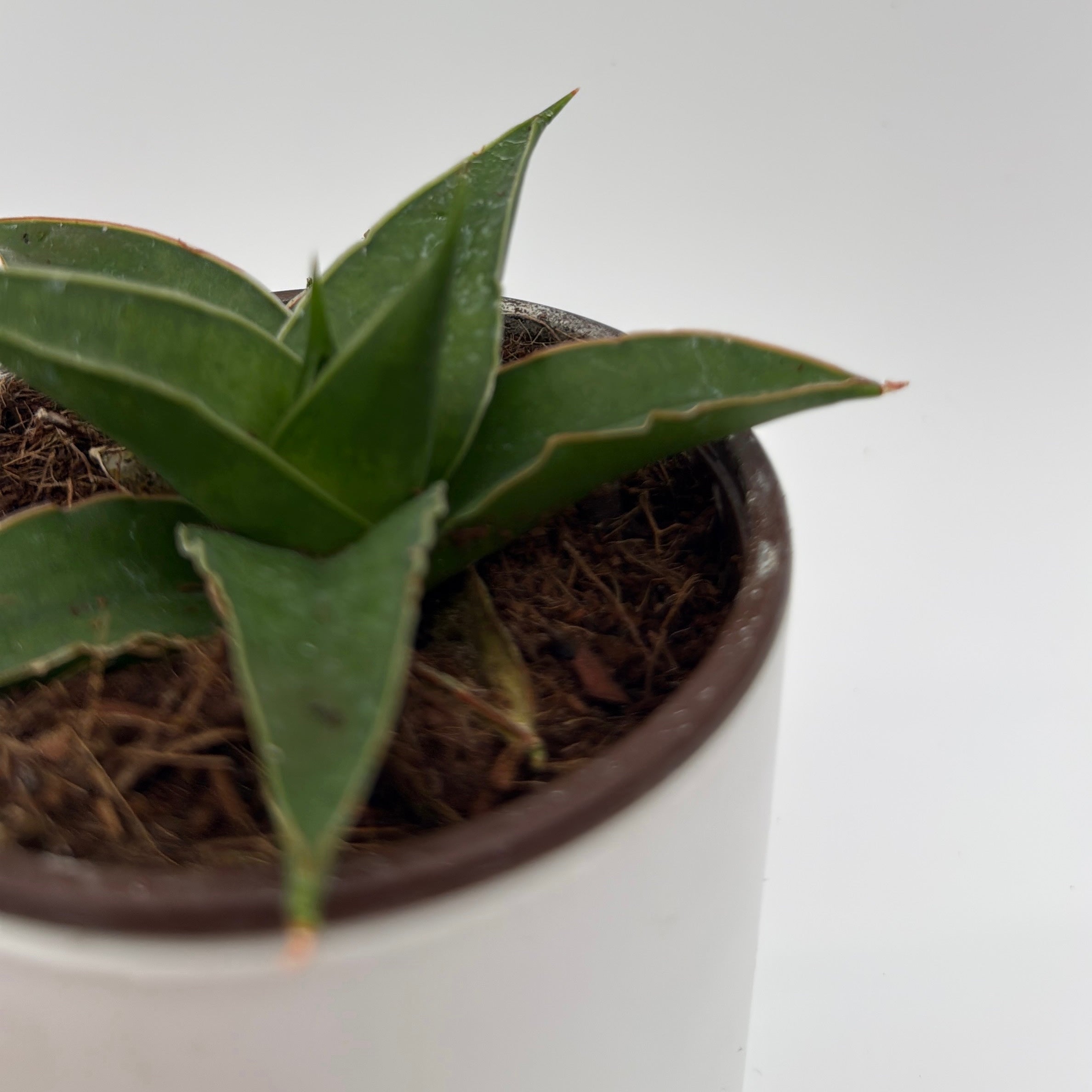 Sansevieria 'Maya'