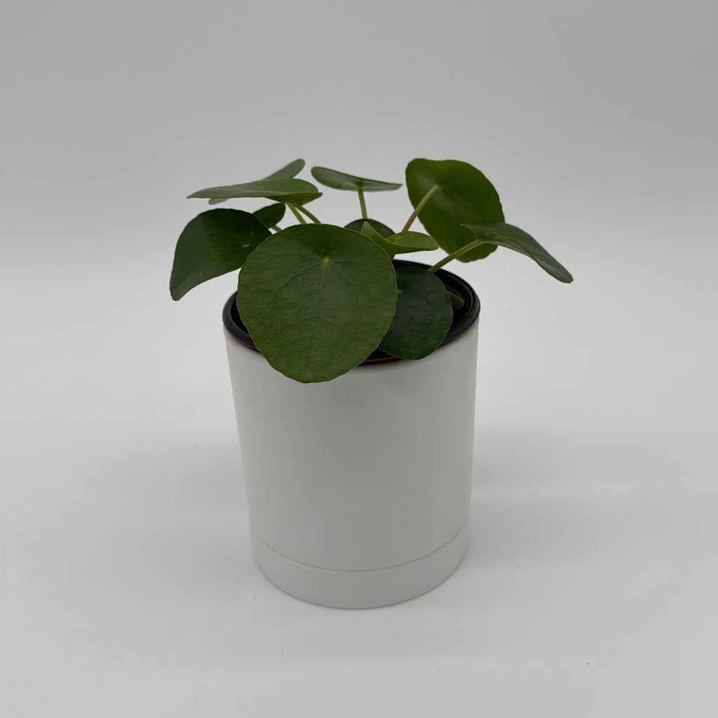 Chinese Money Tree (UFO Plant)