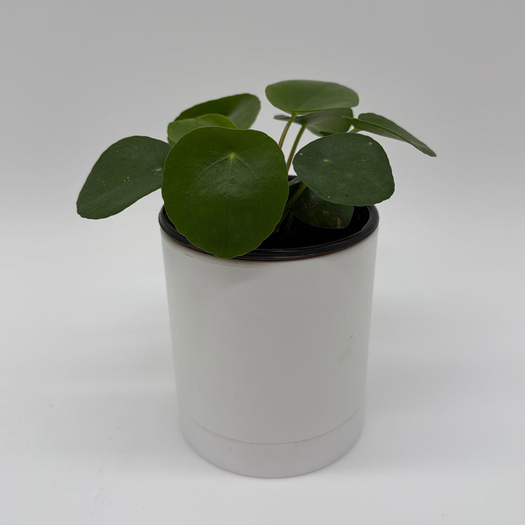 Chinese Money Tree (UFO Plant)
