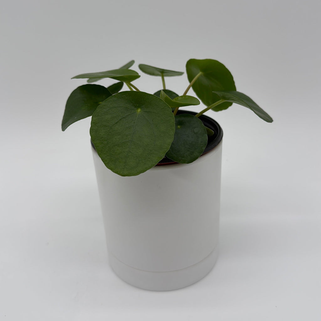 Chinese Money Tree (UFO Plant)