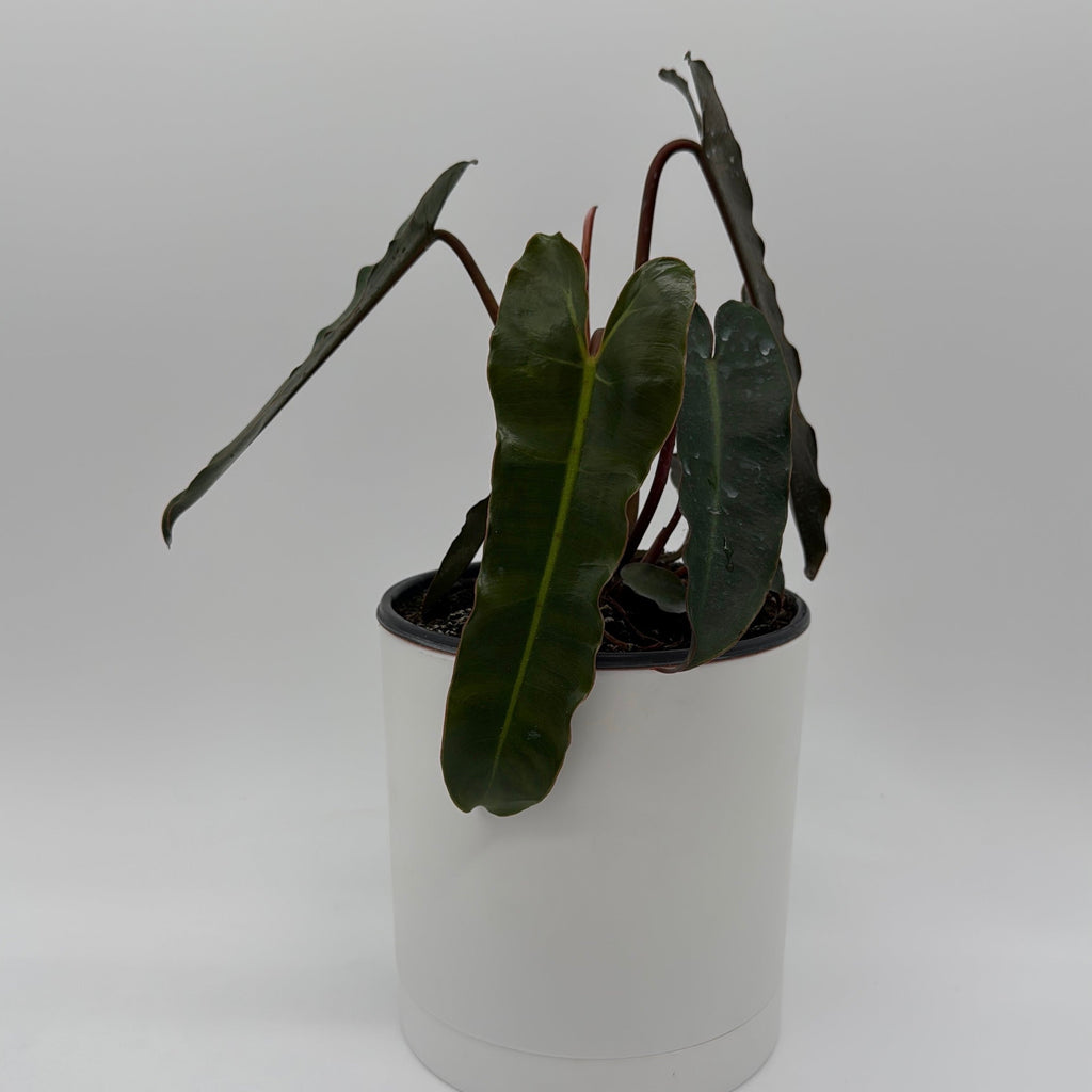Philodendron Black Billietiae