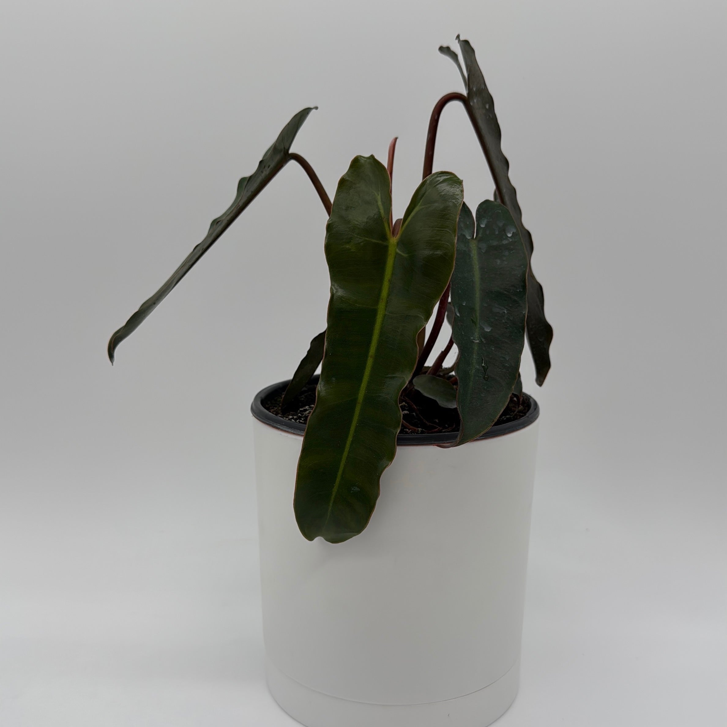 Philodendron Black Billietiae