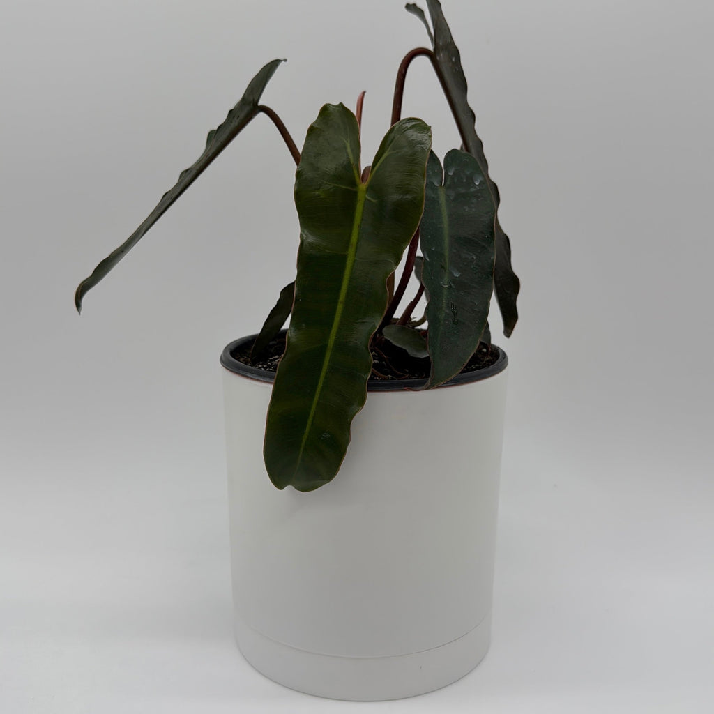 Philodendron Black Billietiae
