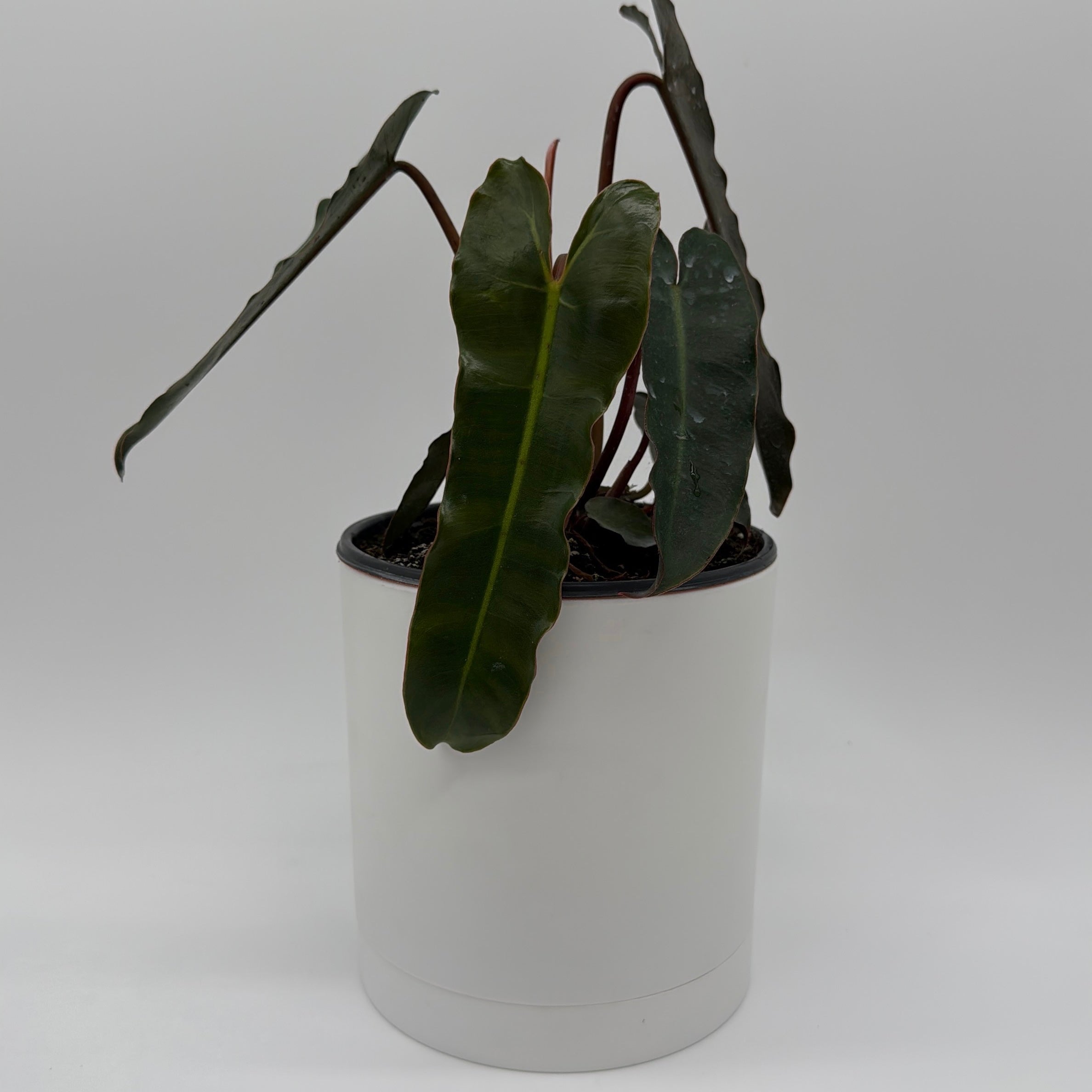 Philodendron Black Billietiae