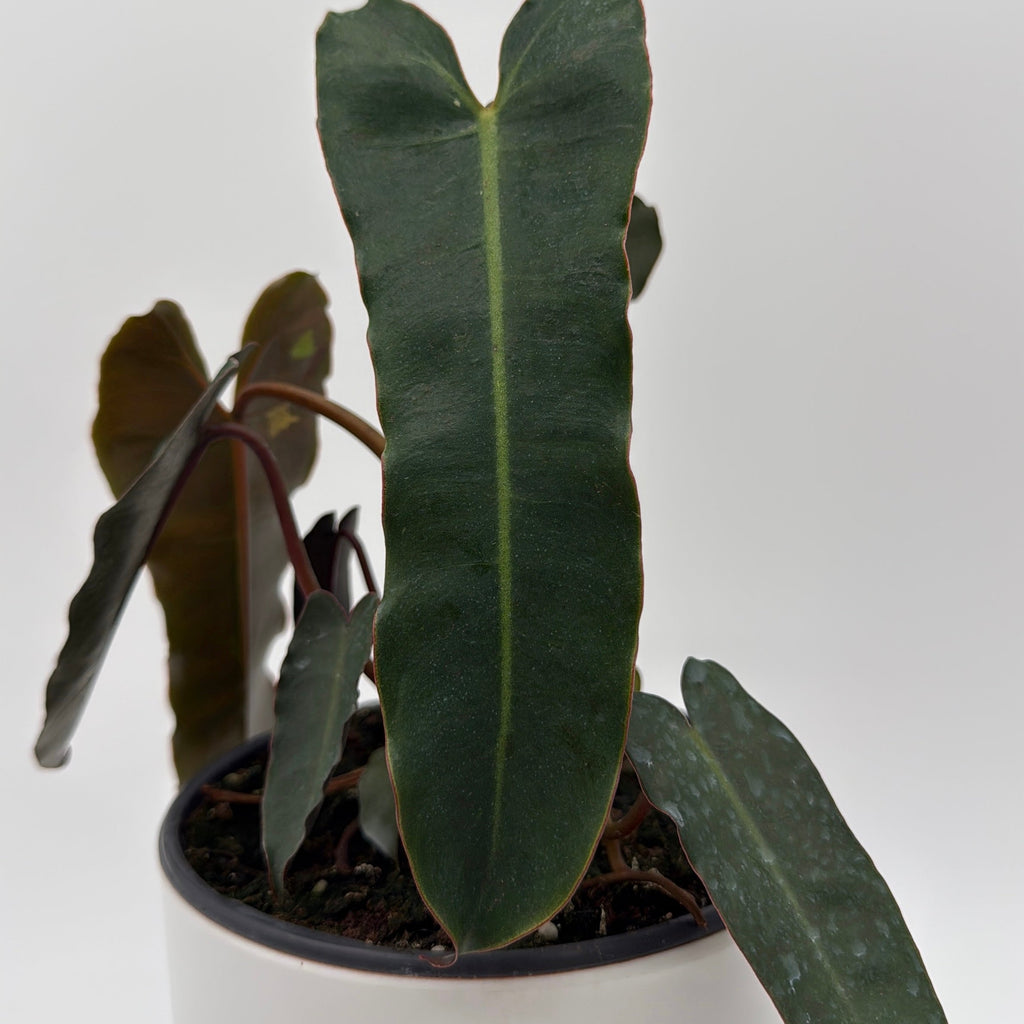 Philodendron Black Billietiae