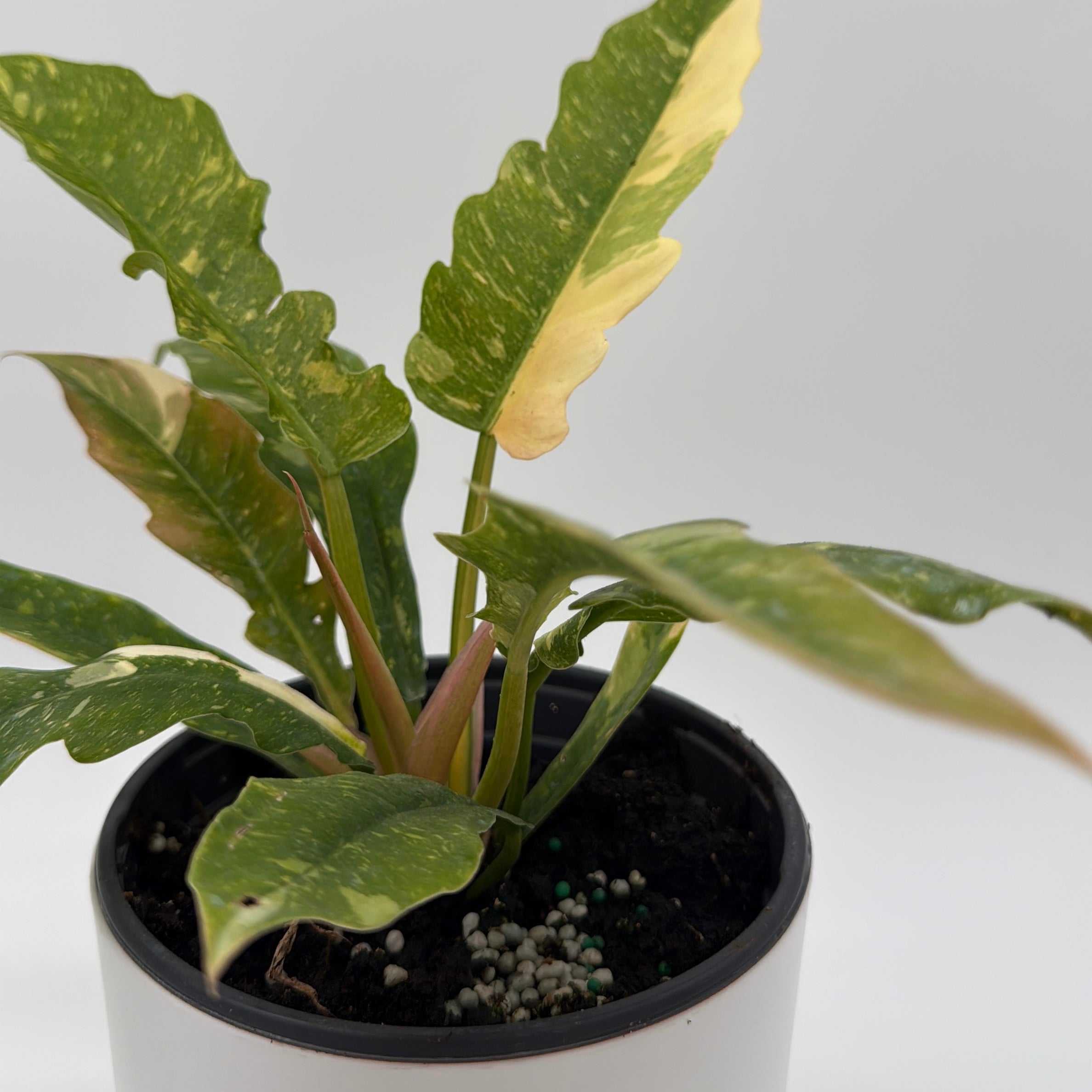 Philodendron 'Ring of Fire'