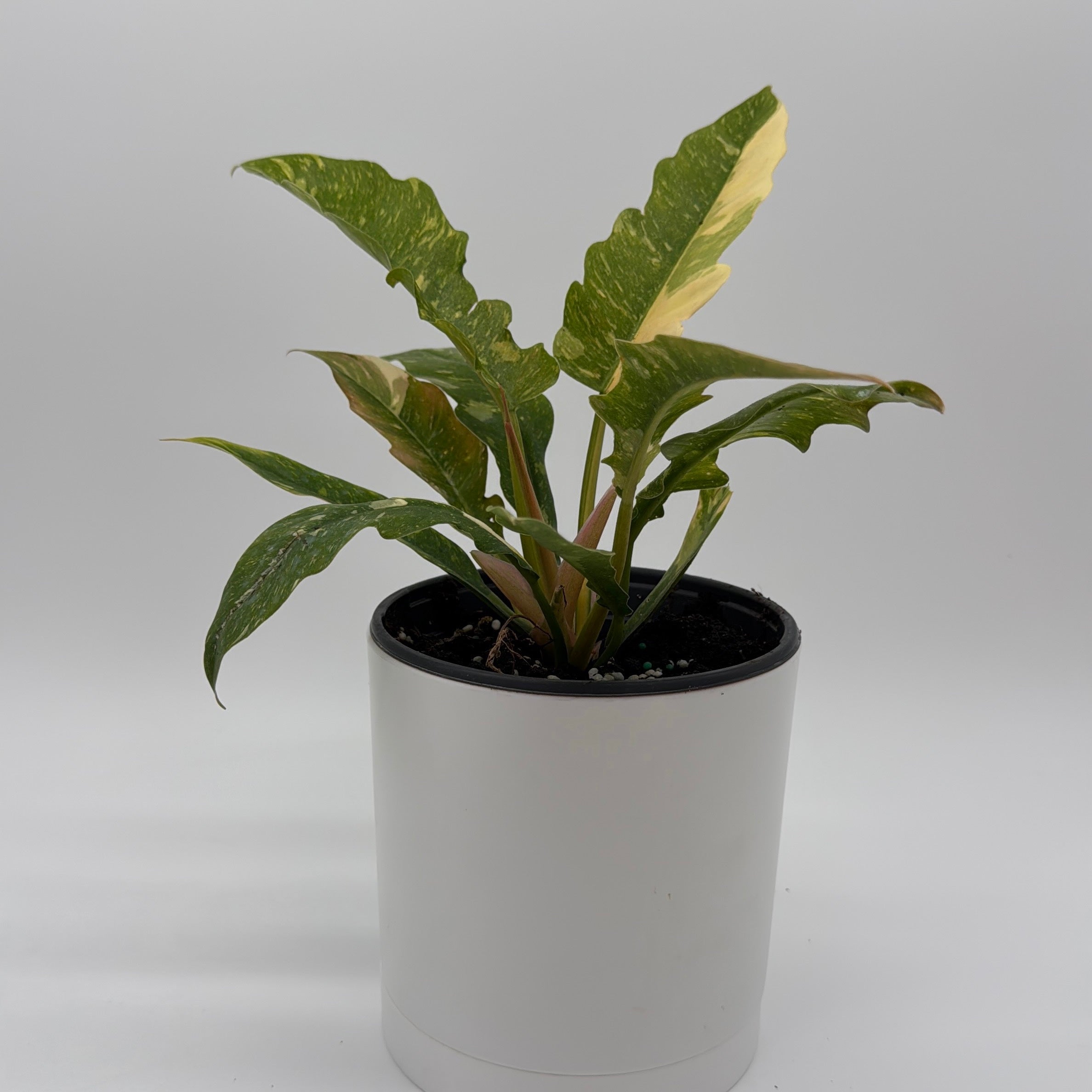 Philodendron 'Ring of Fire'