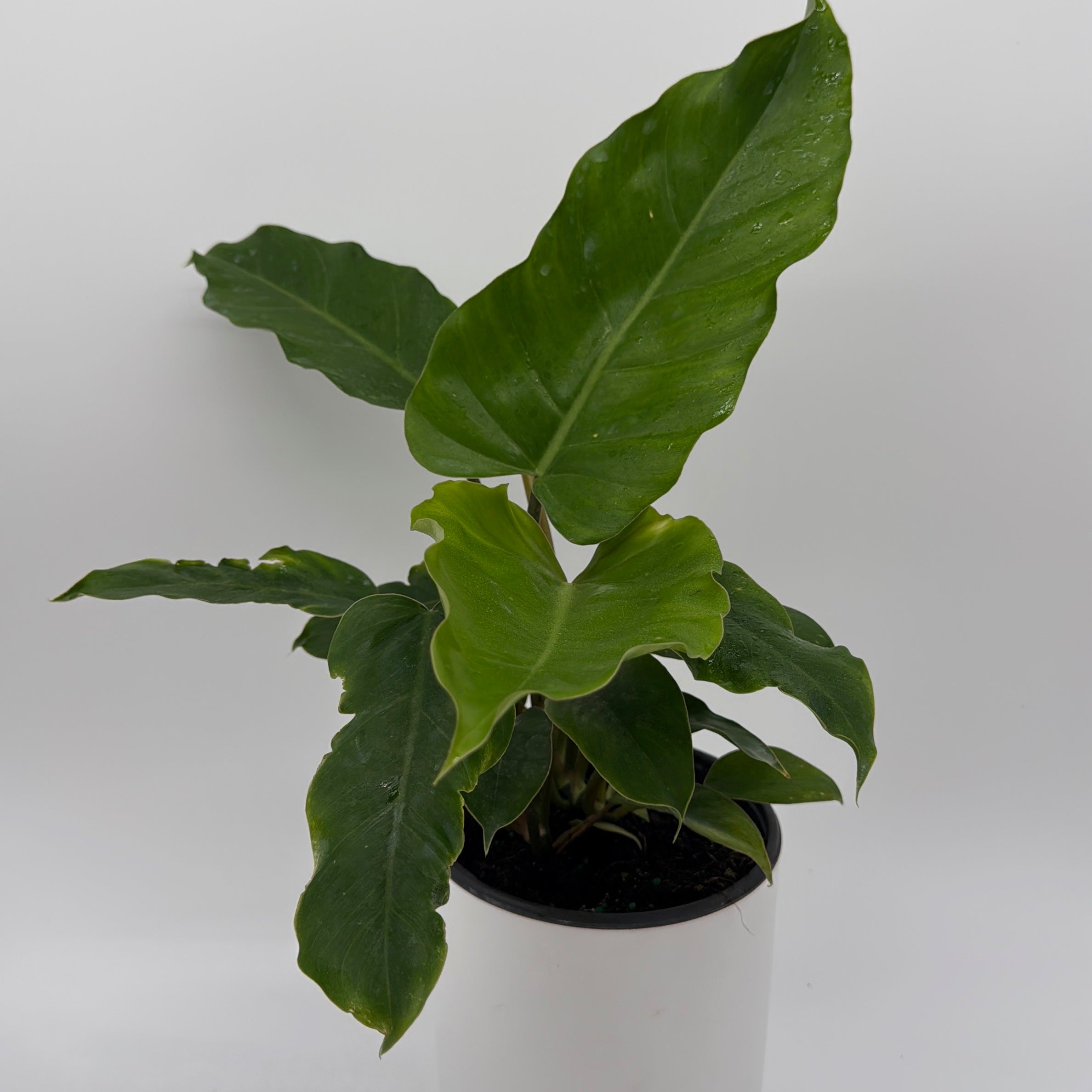 Philodendron 'Jungle Fever'