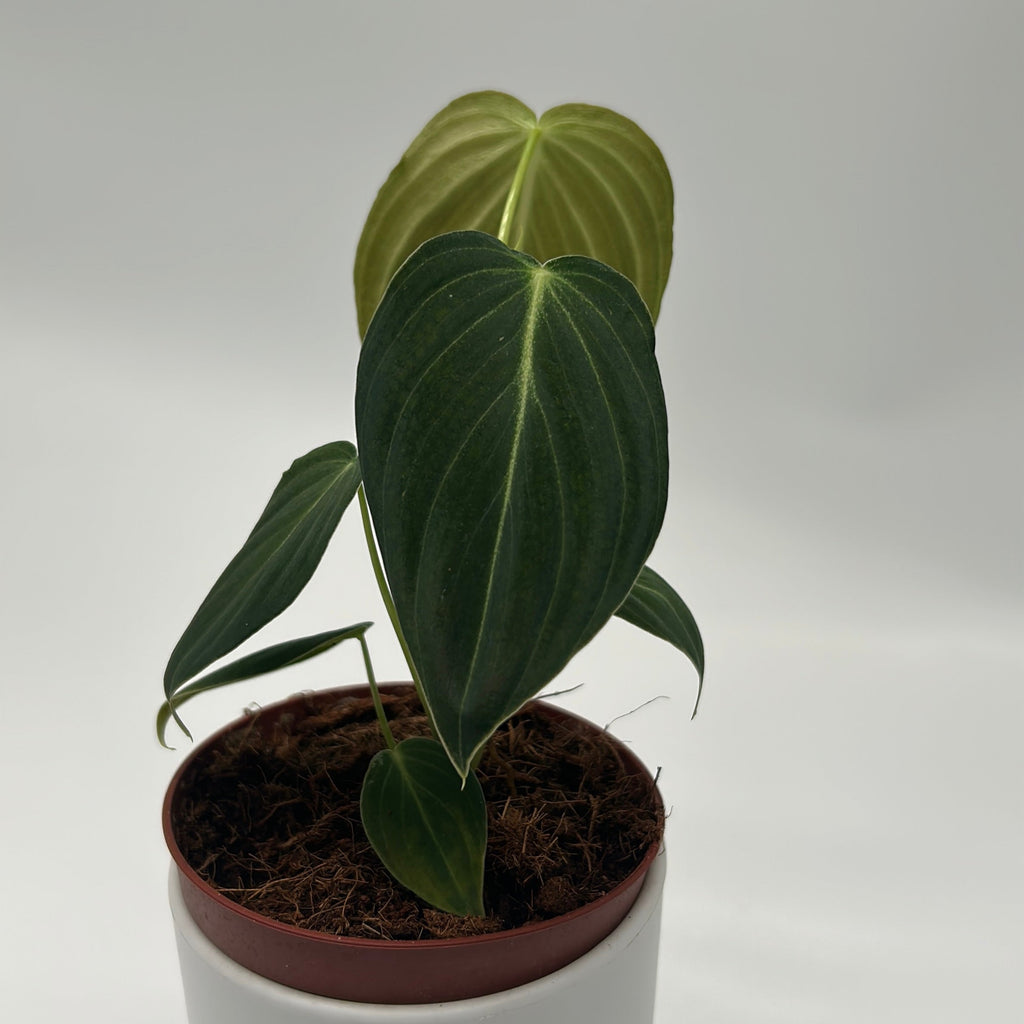 Philodendron Melanochrysum