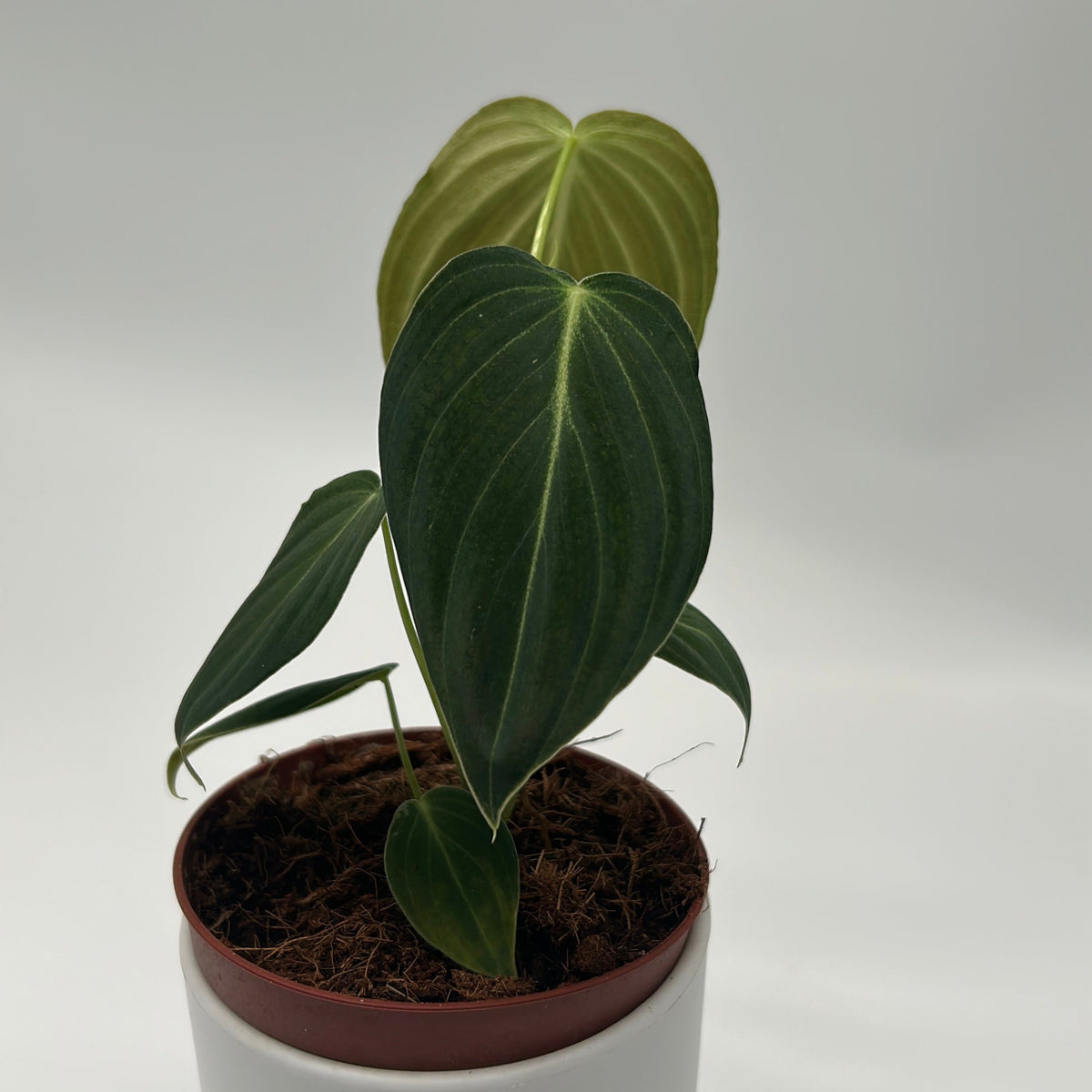 Philodendron Melanochrysum