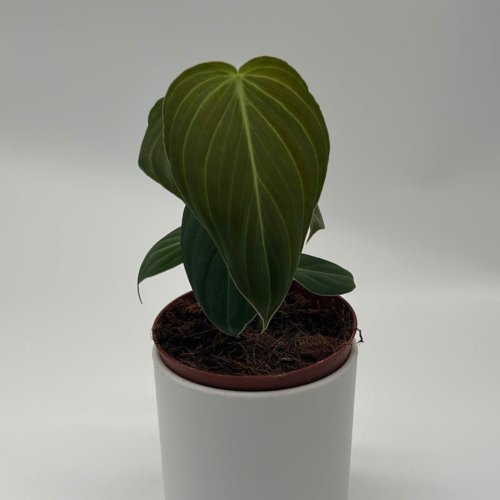 Philodendron Melanochrysum