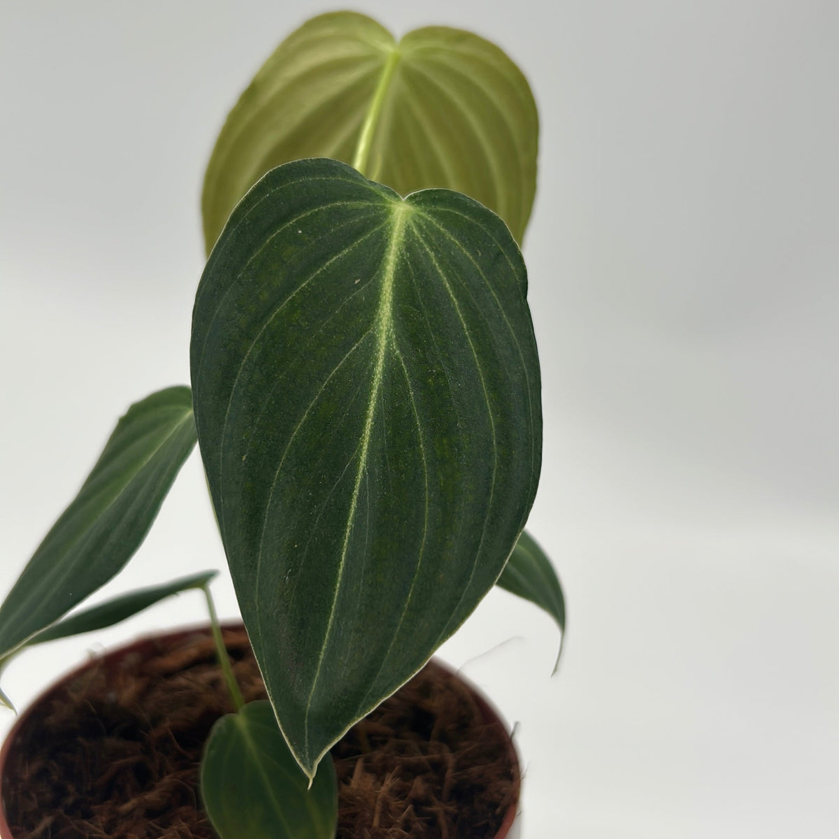 Philodendron Melanochrysum