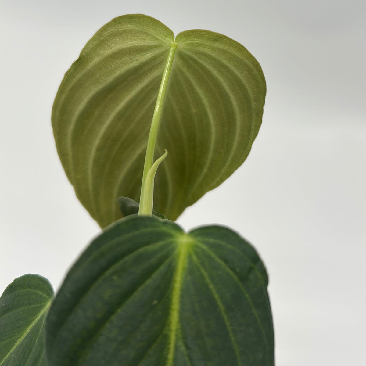 Philodendron Melanochrysum