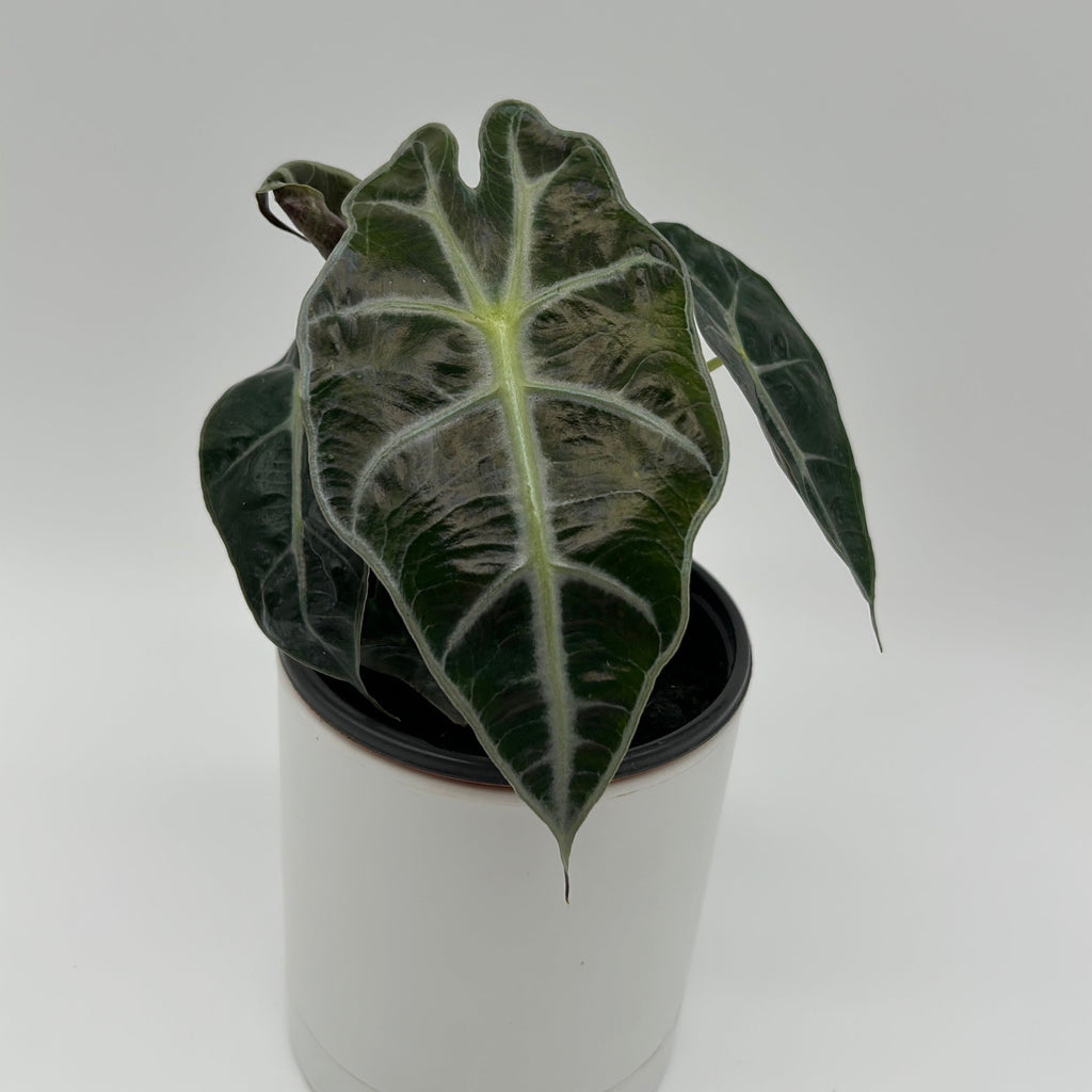 Alocasia Polly