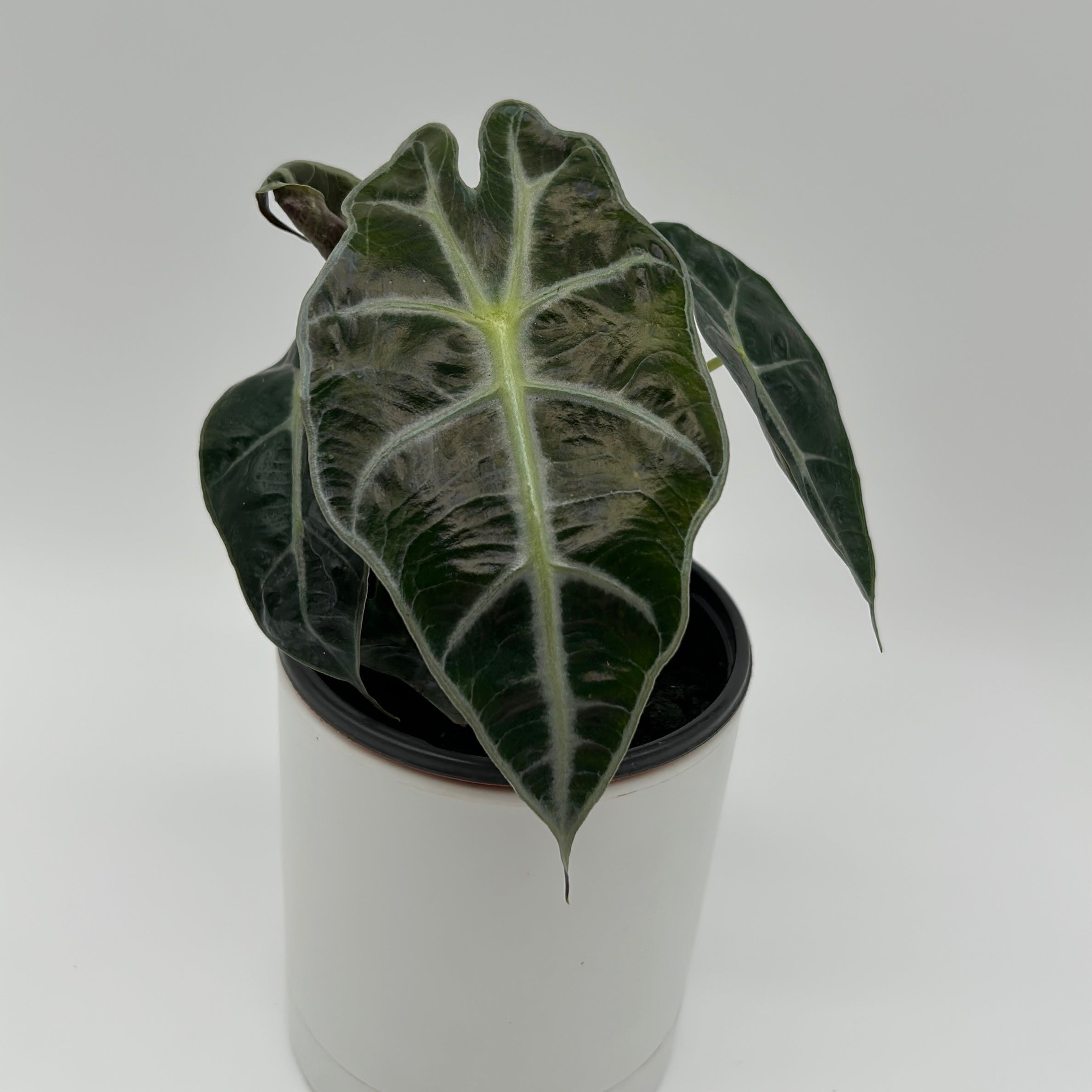 Alocasia Polly