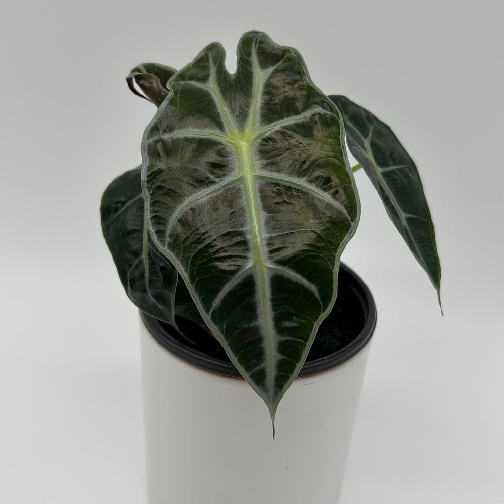 Alocasia Polly