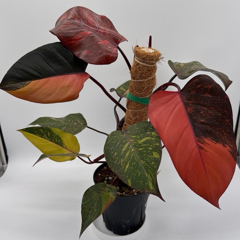 Variegated Philodendron Orange Princess Galaxy
