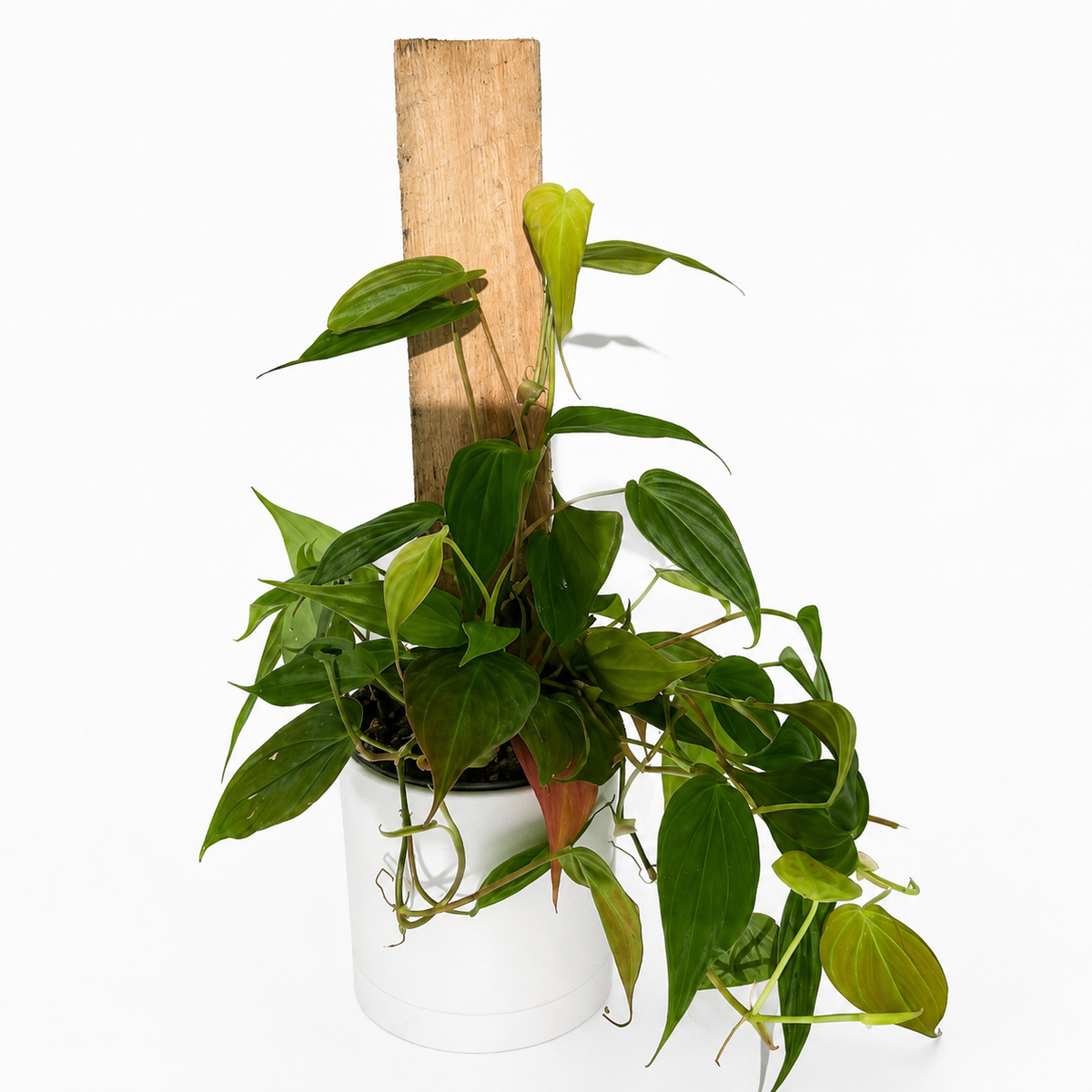 Philodendron Micans