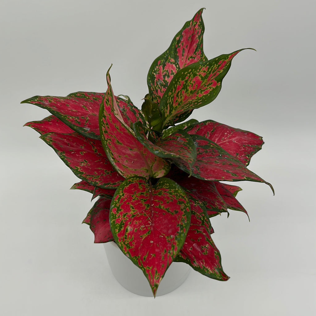 Aglaonema 'Ruby Ray'