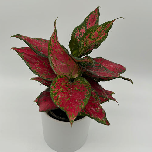 Aglaonema 'Ruby Ray'