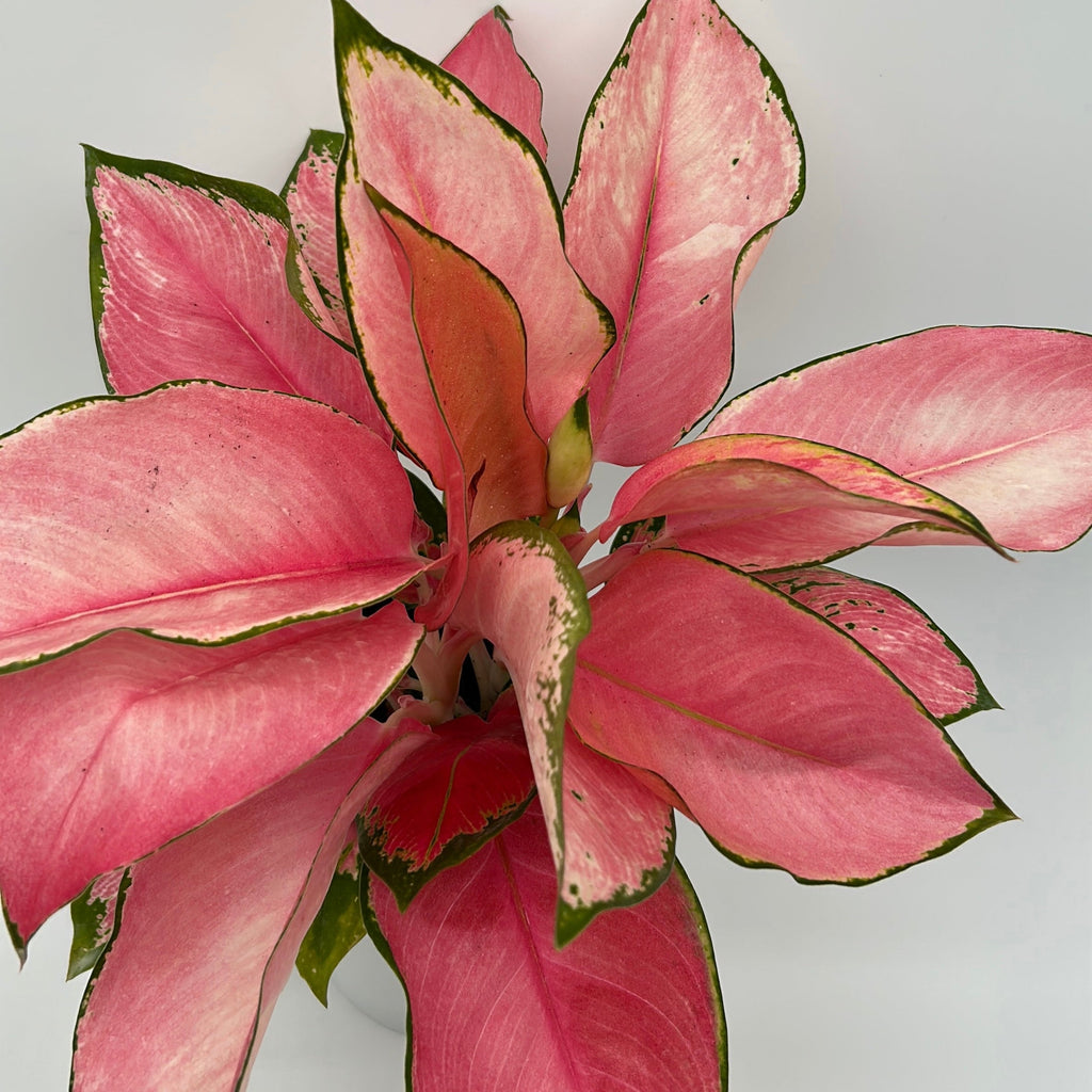 Aglaonema Suksom Jaipong