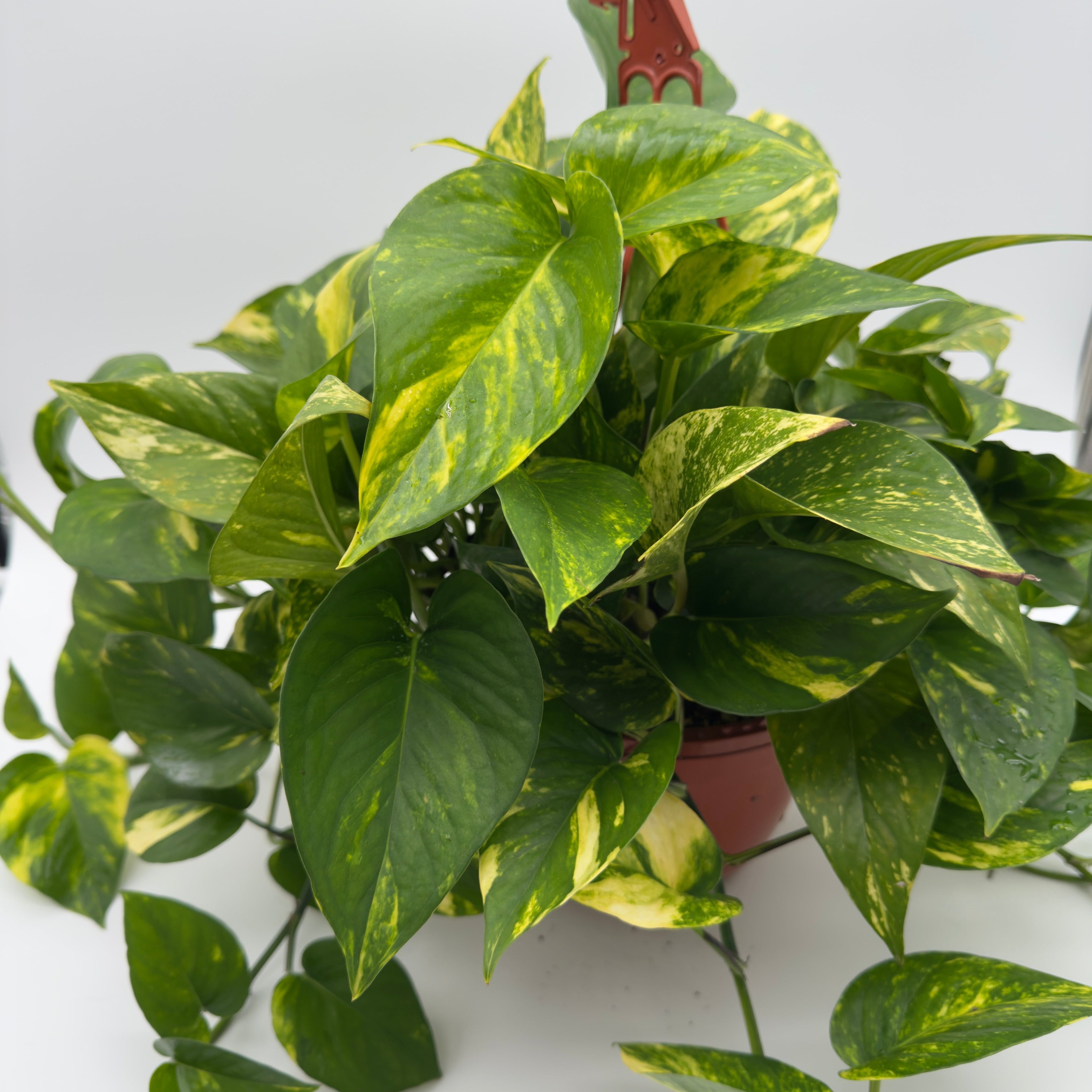 Hawaiian Pothos Hanging Basket