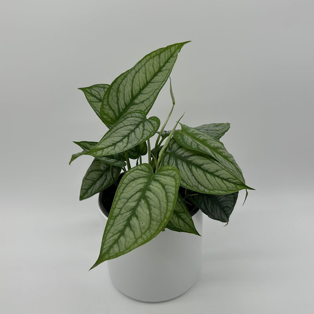 Monstera Siltepecana 'El Salvador'