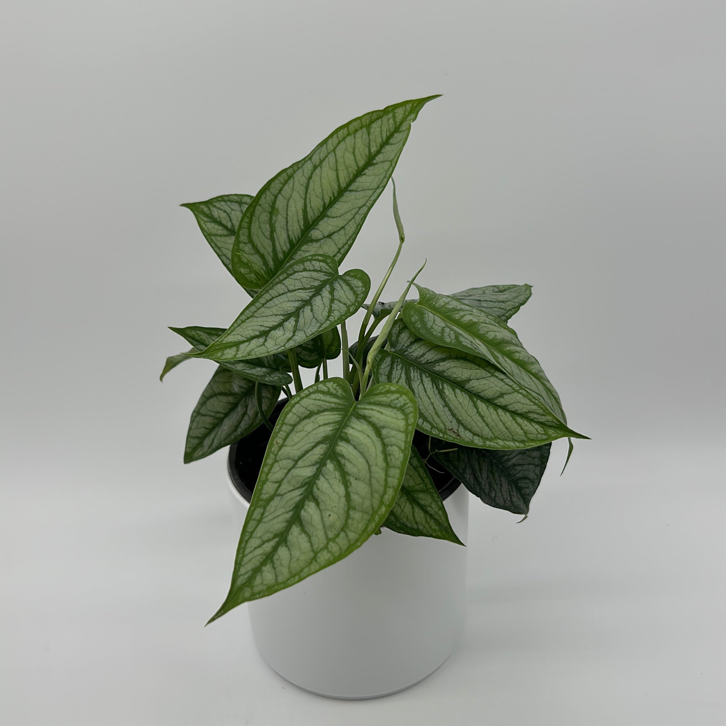 Monstera Siltepecana 'El Salvador'