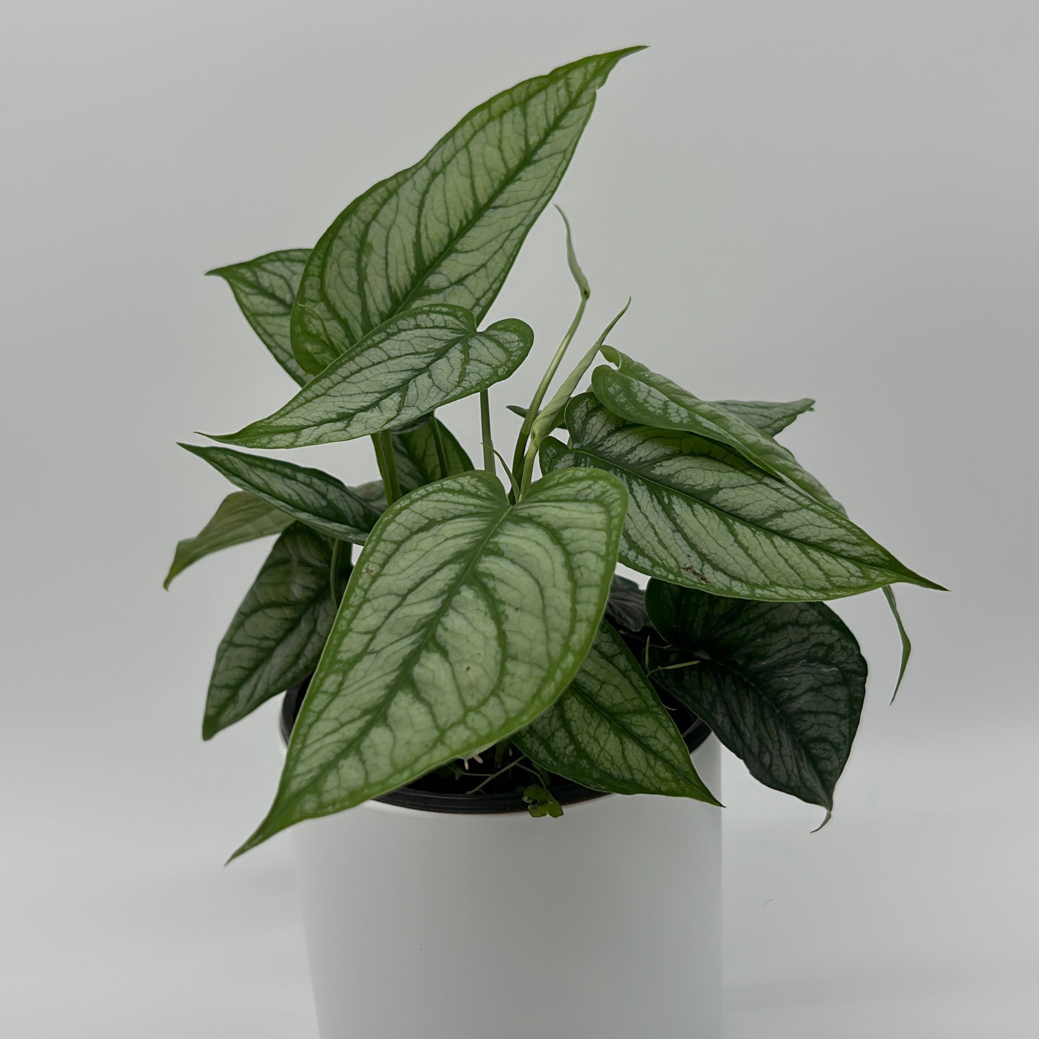 Monstera Siltepecana 'El Salvador'