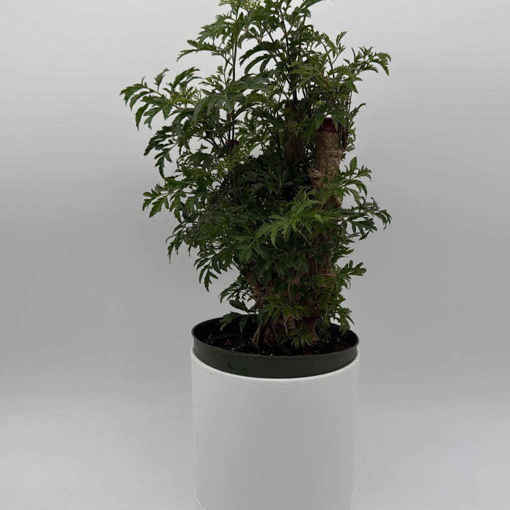 Aralia Ming Stump