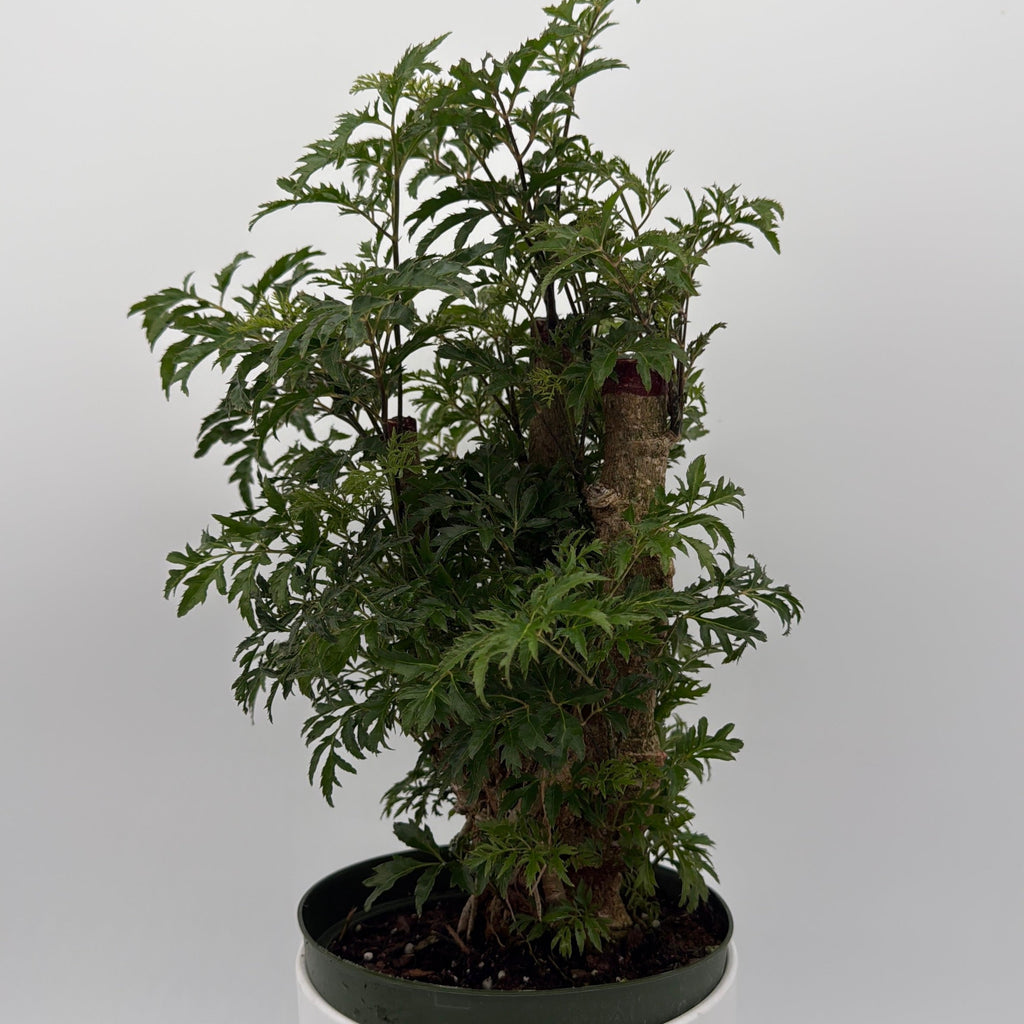 Aralia Ming Stump