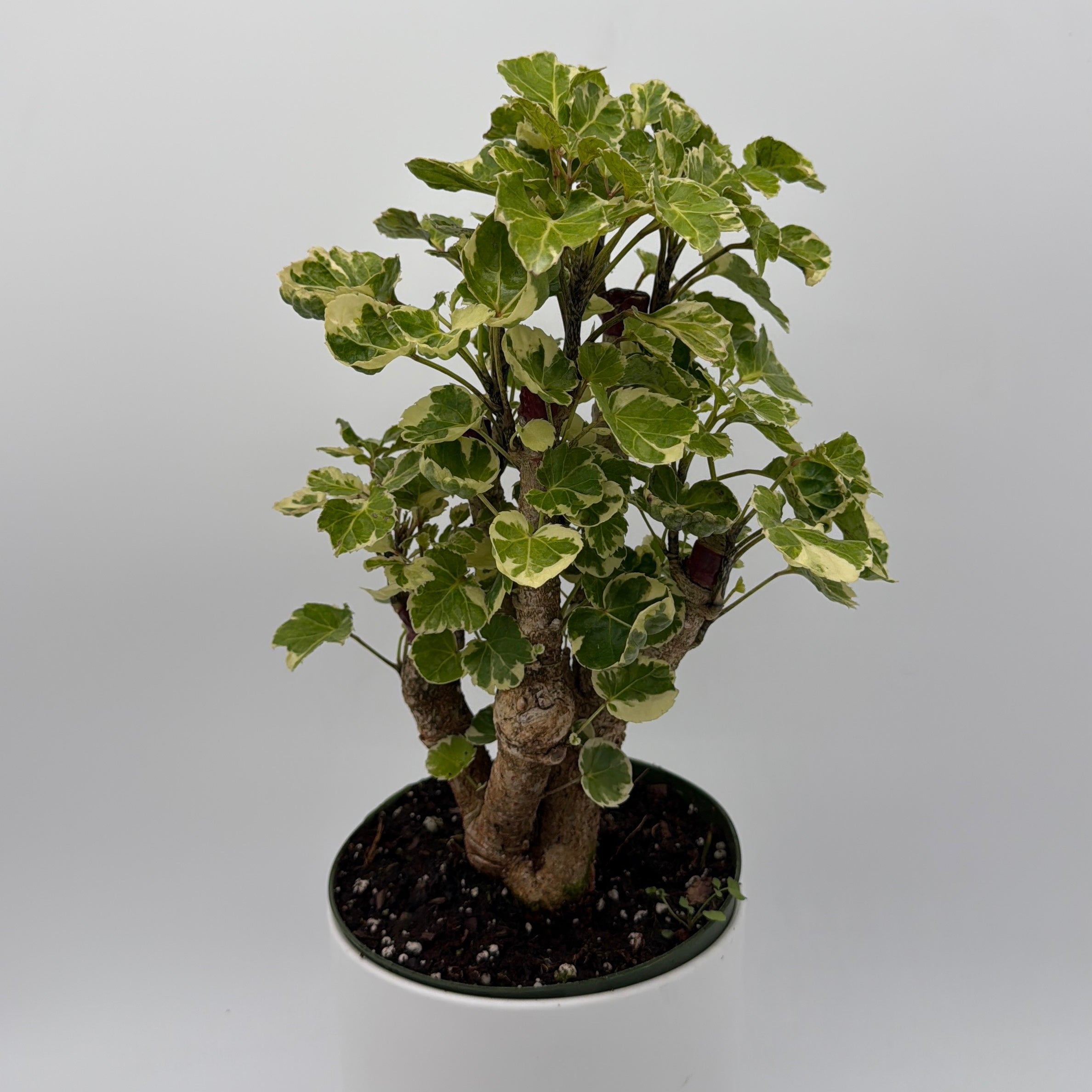 Variegated Aralia Balfouriana