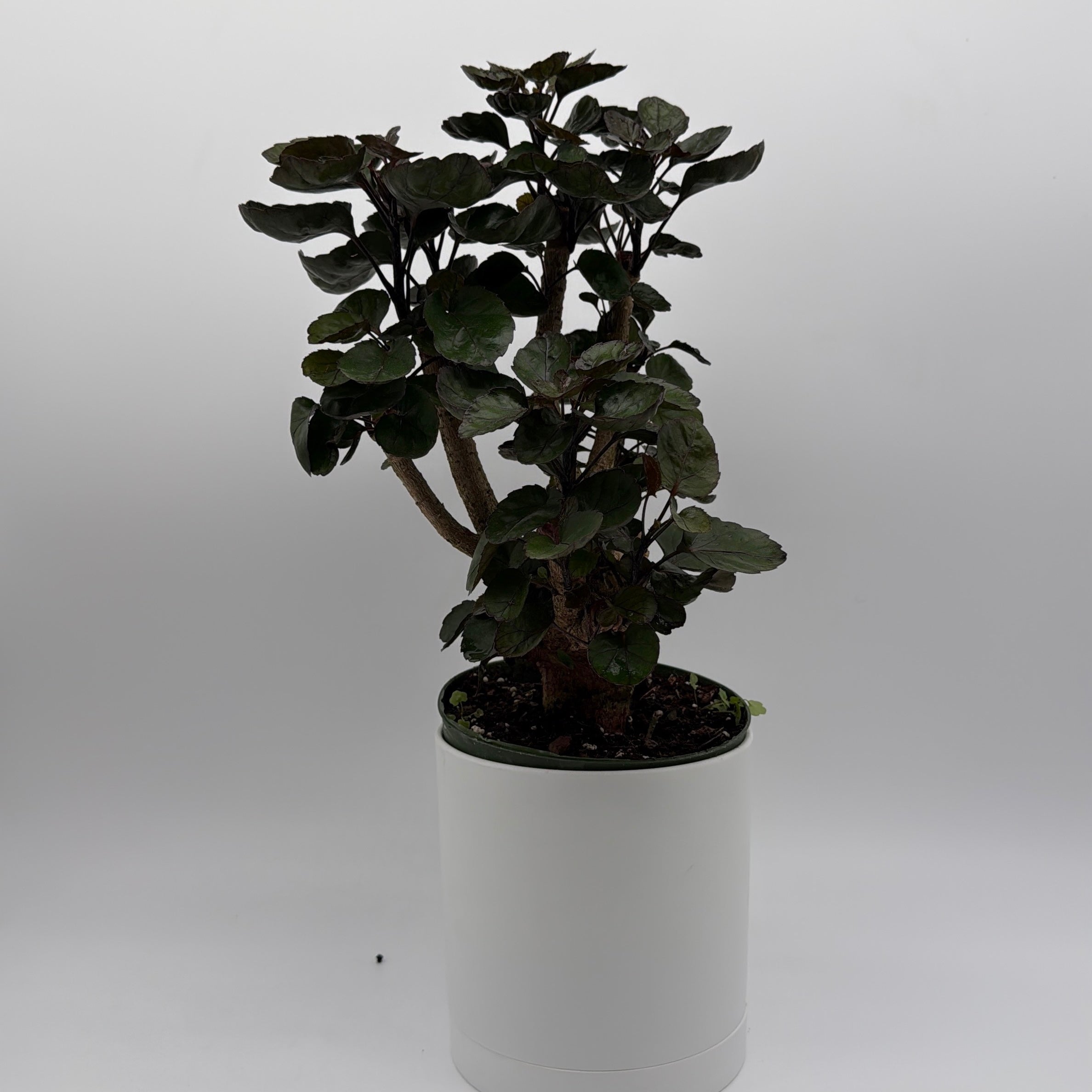 Aralia Fabian Tree