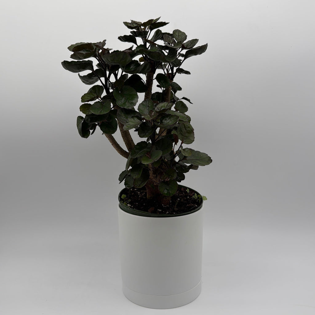Aralia Fabian Tree