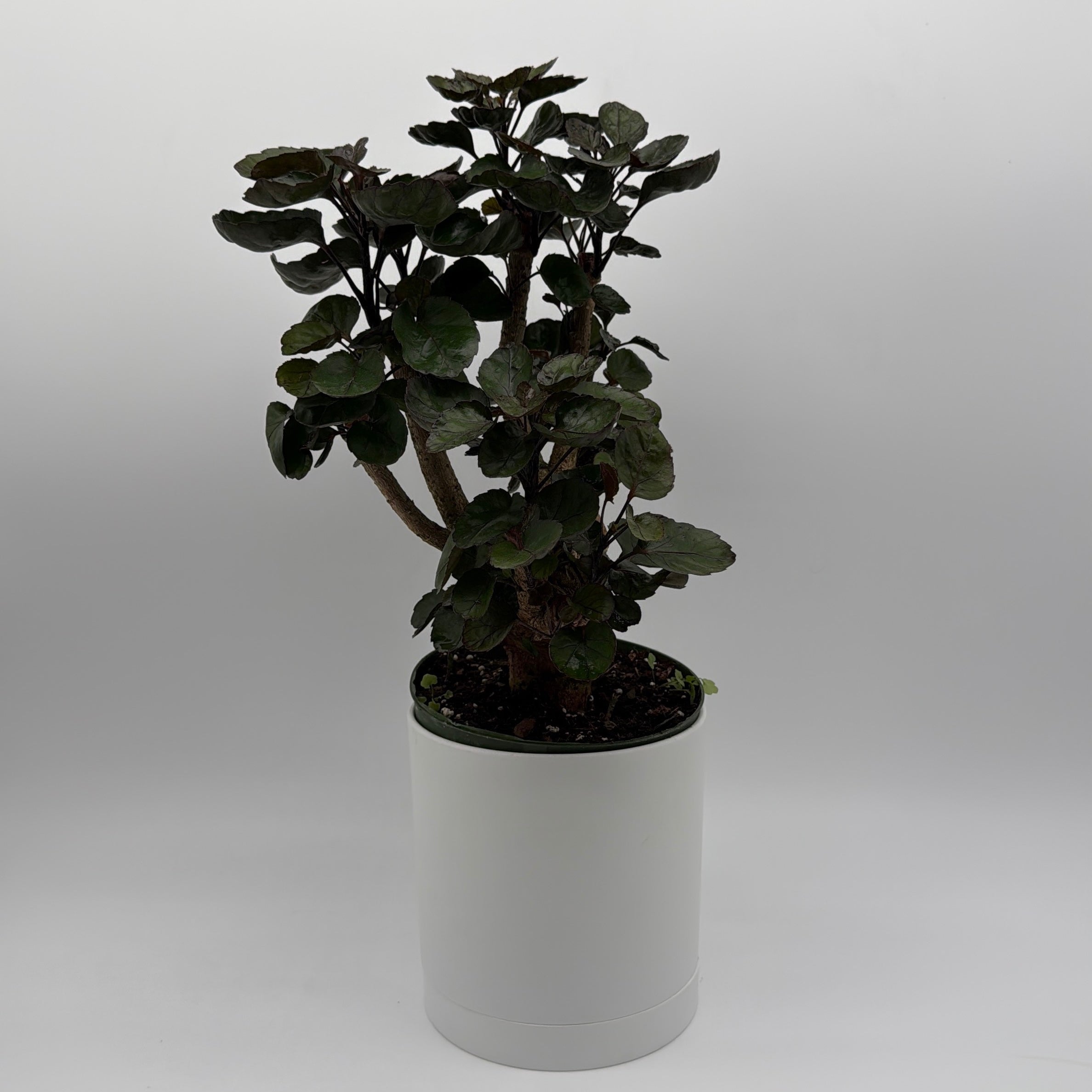 Aralia Fabian Tree