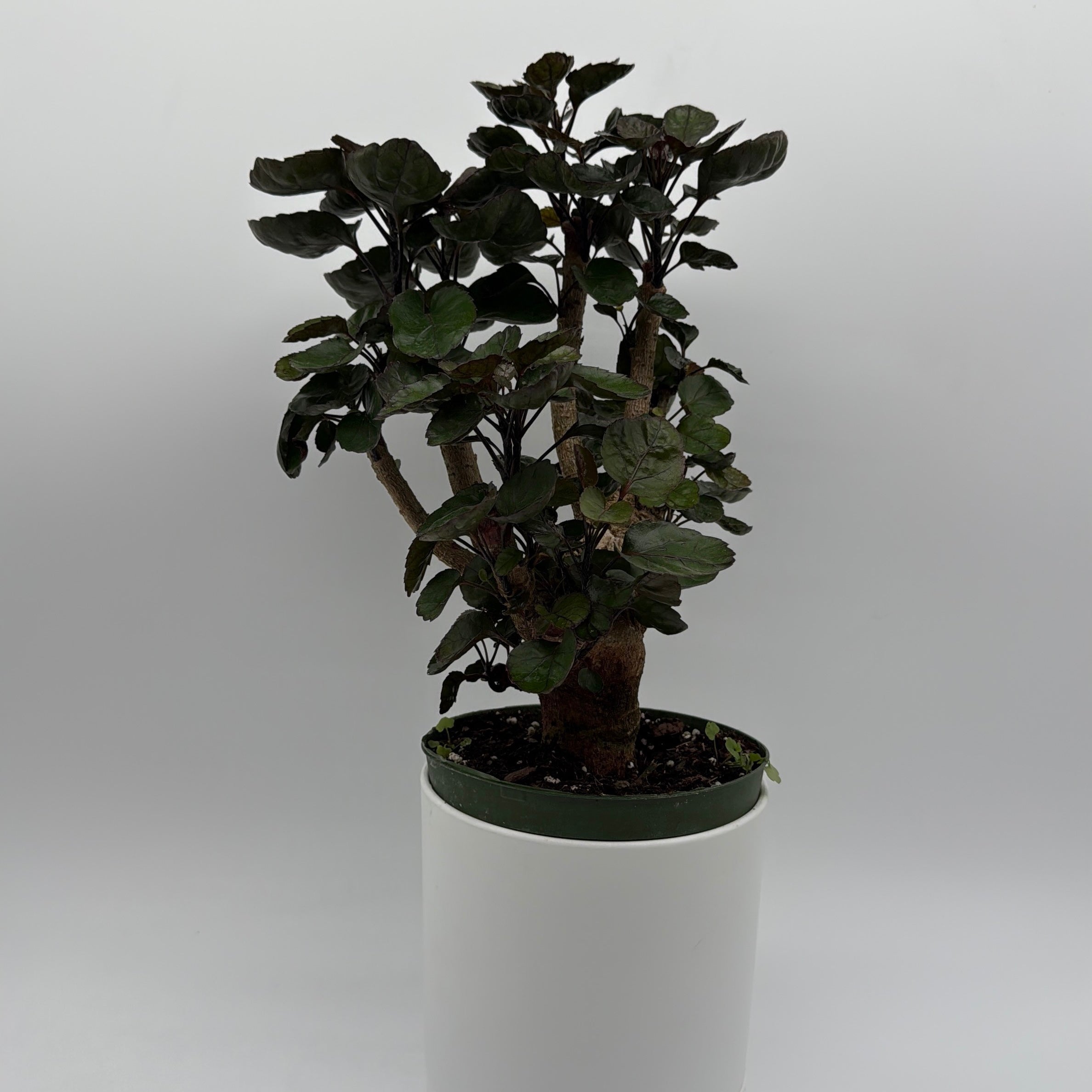 Aralia Fabian Tree