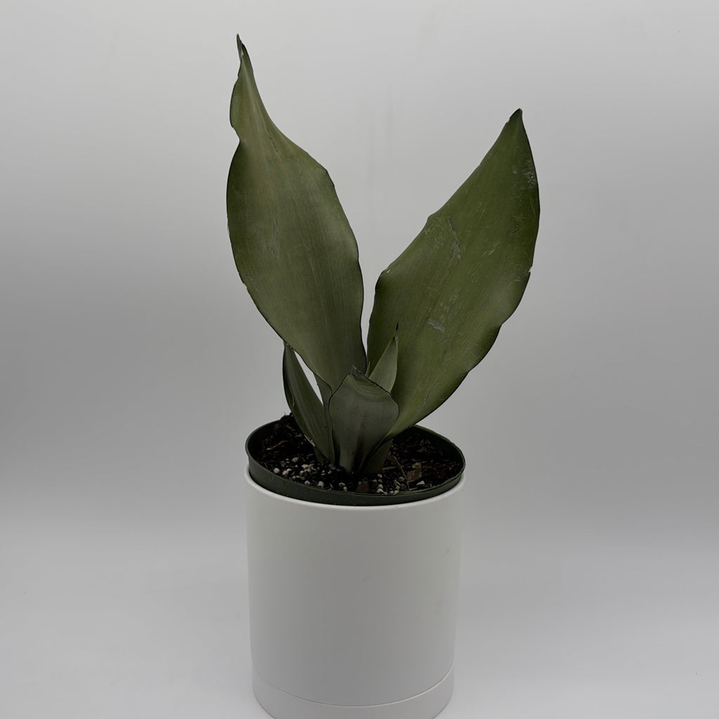 Sansevieria 'Moonshine'
