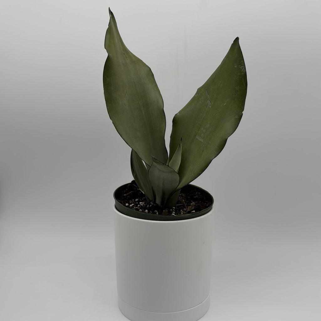 Sansevieria 'Moonshine'