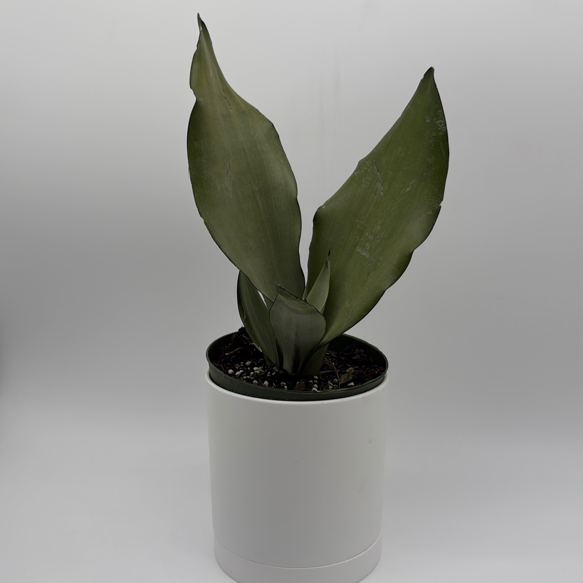 Sansevieria 'Moonshine'