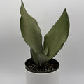 Sansevieria 'Moonshine'